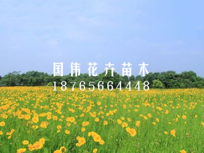 金鸡菊花海