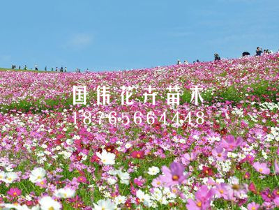 波斯菊花海