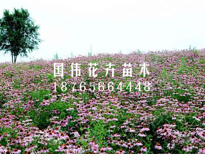 松果菊