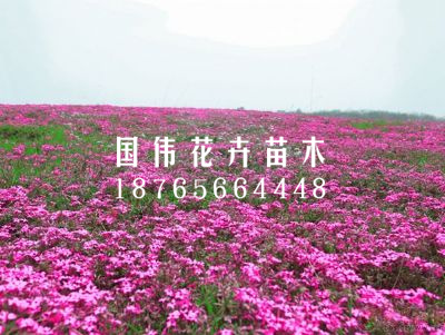 丛生福禄考花海