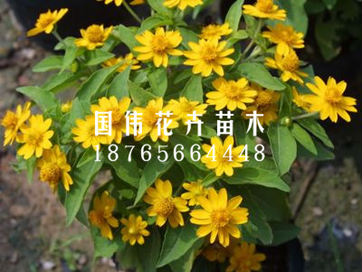 皇帝菊