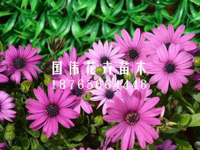 非洲菊