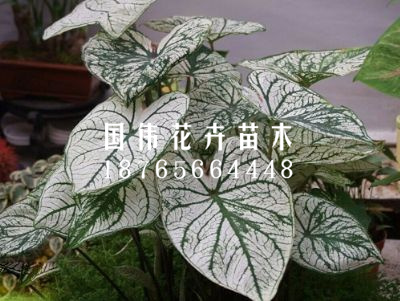 花叶芋