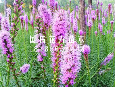 蛇鞭菊