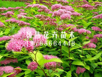 金山绣线菊