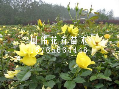 黄帽月季