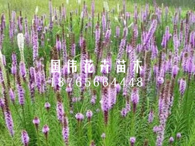 蛇鞭菊