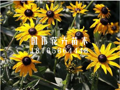 黑心菊