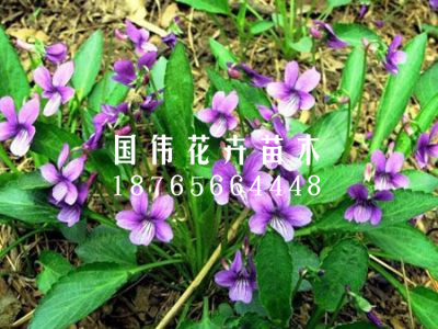 紫花地丁