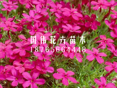 丛生福禄考（芝樱）