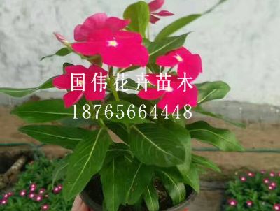 长春花