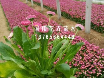 雏菊