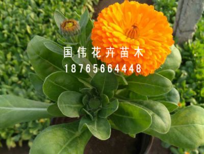 金盏菊